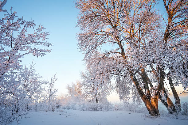 istock Winter Landscape. Rime on trees. Composition of Nature. 623107838