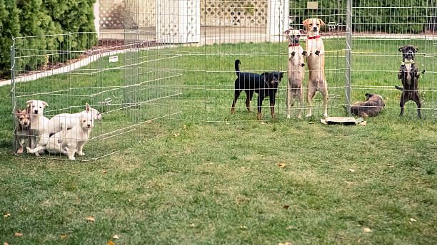 Two beagle dogs that are white and tri-color looking at something in front while they are in the grass field.
