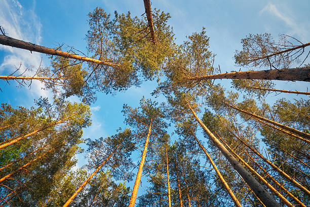 istock Into the forest during sunset. Composition of nature 623108380