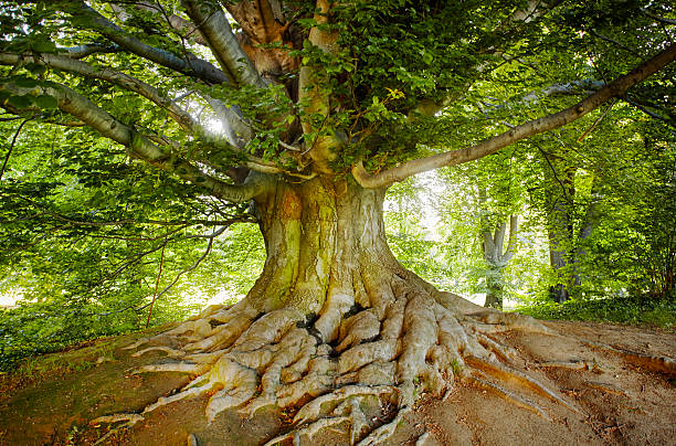 vert, vieil arbre - nature sunlight tree illuminated photos et images de collection