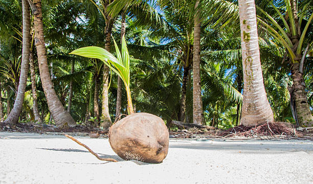 istock Young coconut palm tree growing from the coconut 623109072