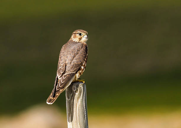 Merlin Merlin in Iceland falco columbarius stock pictures, royalty-free photos & images