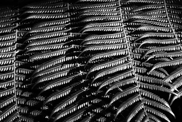 A close up of a native New Zealand Punga (Ponga) Fern frond in high contrast.