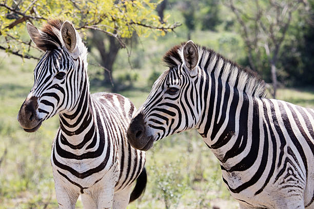 A pair of zebra in a game reserve in South Africa
