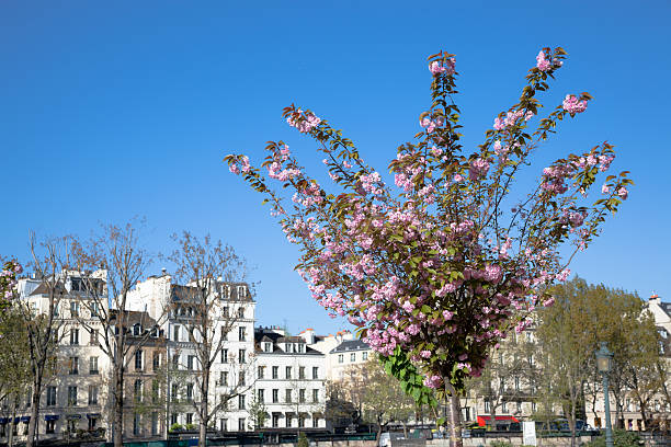 French architecture by river Seine with Cherry Blossom in spring