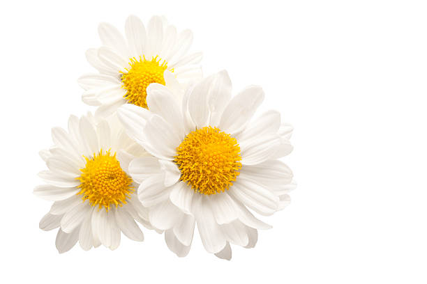 Three flowers isolated against white three white chamomile flowers isolated  chamomile plant stock pictures, royalty-free photos & images