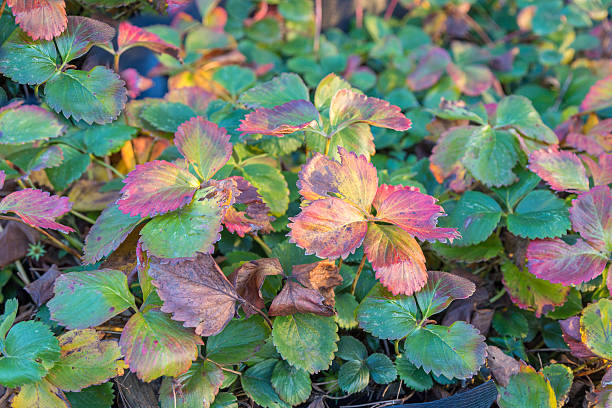 Took this shot whilst visiting a local farm and saw this large collection of strawberry plans in a large container, the leaves are starting to turn lovely shades of red and gold.