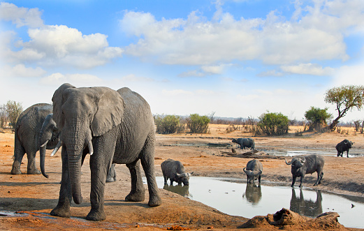 Elephants and Cape Buffalo next to a waterhole in Hwange National Park with a blue cloudy sky