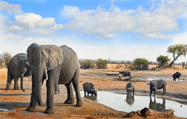 elefantes africanos e cabo búfalo com céu nublado azul - hwange national park - fotografias e filmes do acervo