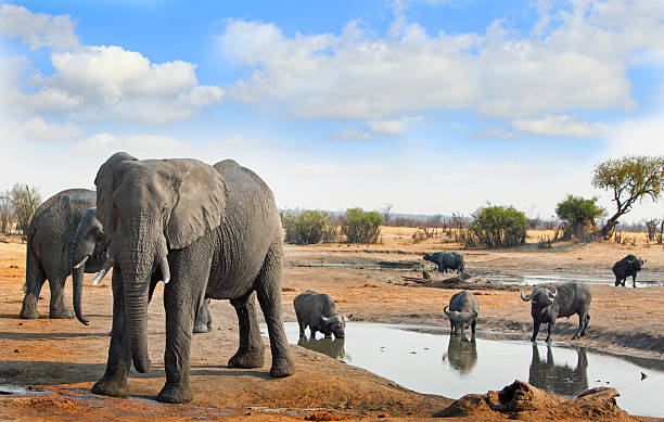 африканские слоны и мыс буффало с голубым облачным небом - hwange national park стоковые фото и изображения