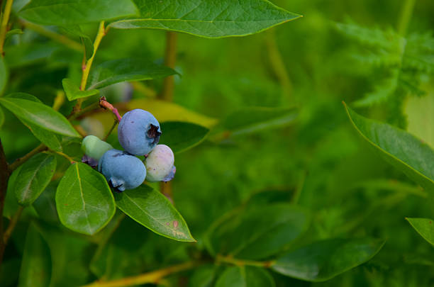 big colorful mature blueberry and green leaves - medicine closed antioxidant close to imagens e fotografias de stock