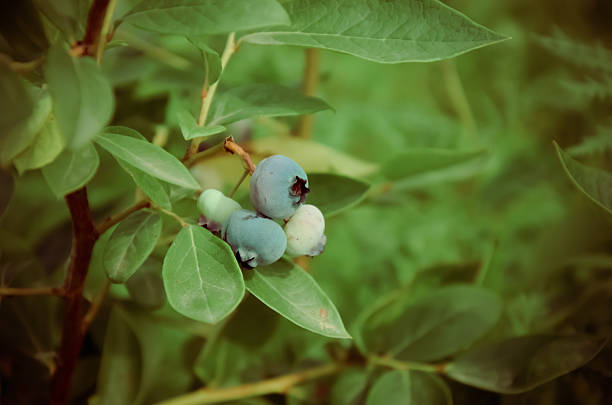 big colorful mature blueberry and green leaves - antioxidant medicine closed close to imagens e fotografias de stock