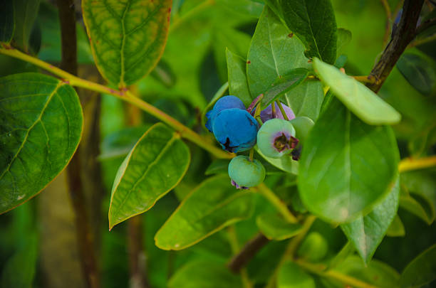 grandes coloridas hojas maduras de arándanos y verdes - medicine closed antioxidant close to fotografías e imágenes de stock