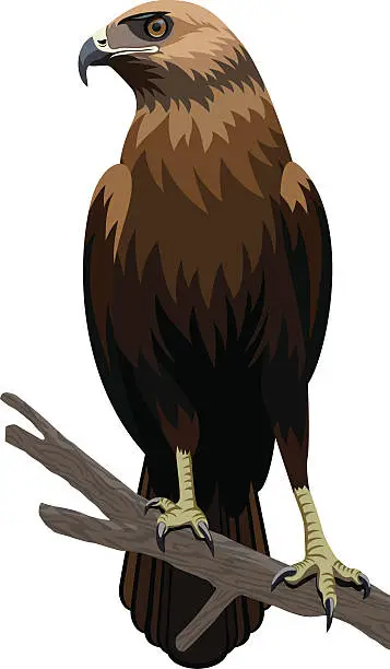 Vector illustration of vector eagle illustration