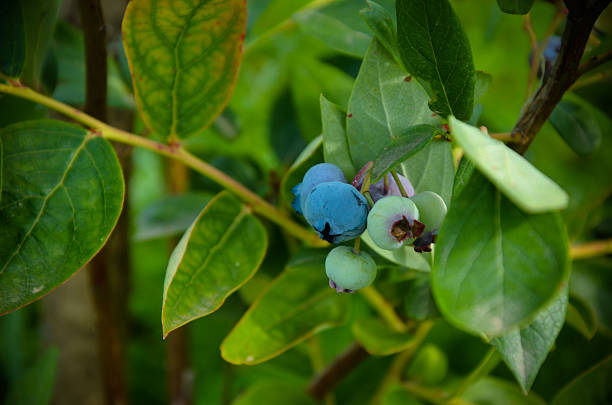 big colorful mature blueberry and green leaves - antioxidant medicine closed close to imagens e fotografias de stock