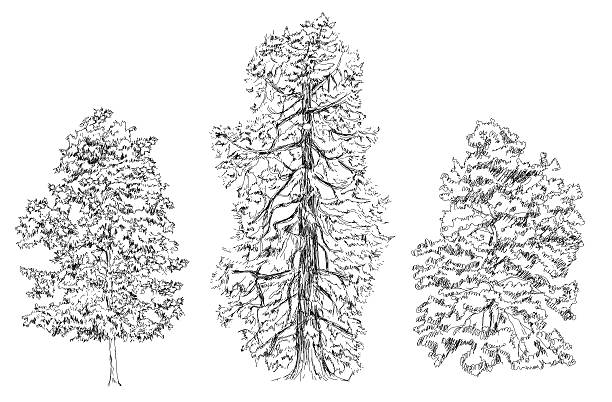 Trees, Oak, birch, fir, pine. Sketch collection