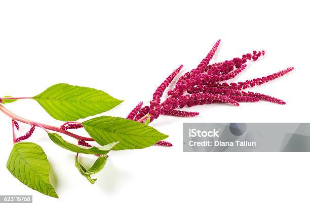 Amaranth Flower Isolated On White Stock Photo - Download Image Now - Amaranthus, Arrangement, Beauty In Nature