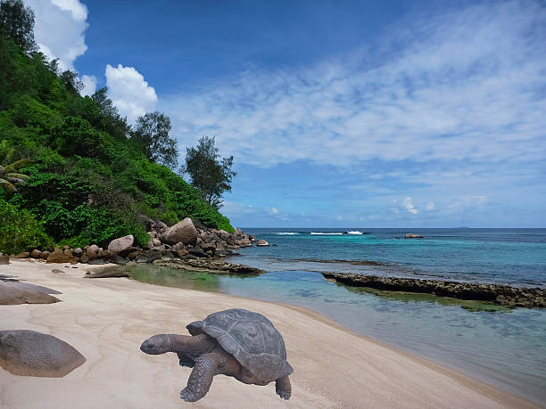 istock Tropical island beach and giant turtle, Seychelles 623115998