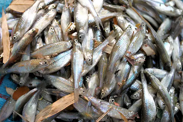 Photo of fathead minnow fish after being caught by fishermen.