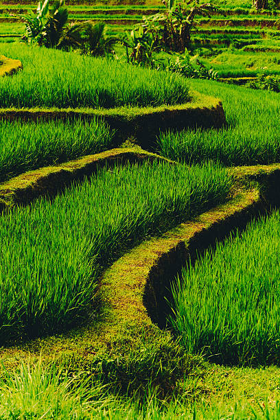 Rice terraces in the evening light. Beautiful green rice terraces overlooking the countryside. View of the rice terrace in Blimbing and Pupuan, Bali