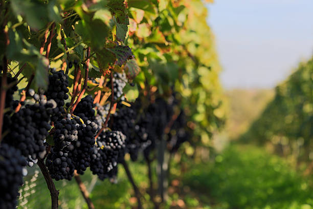istock Vineyard with ripe grapes in countryside 623118216