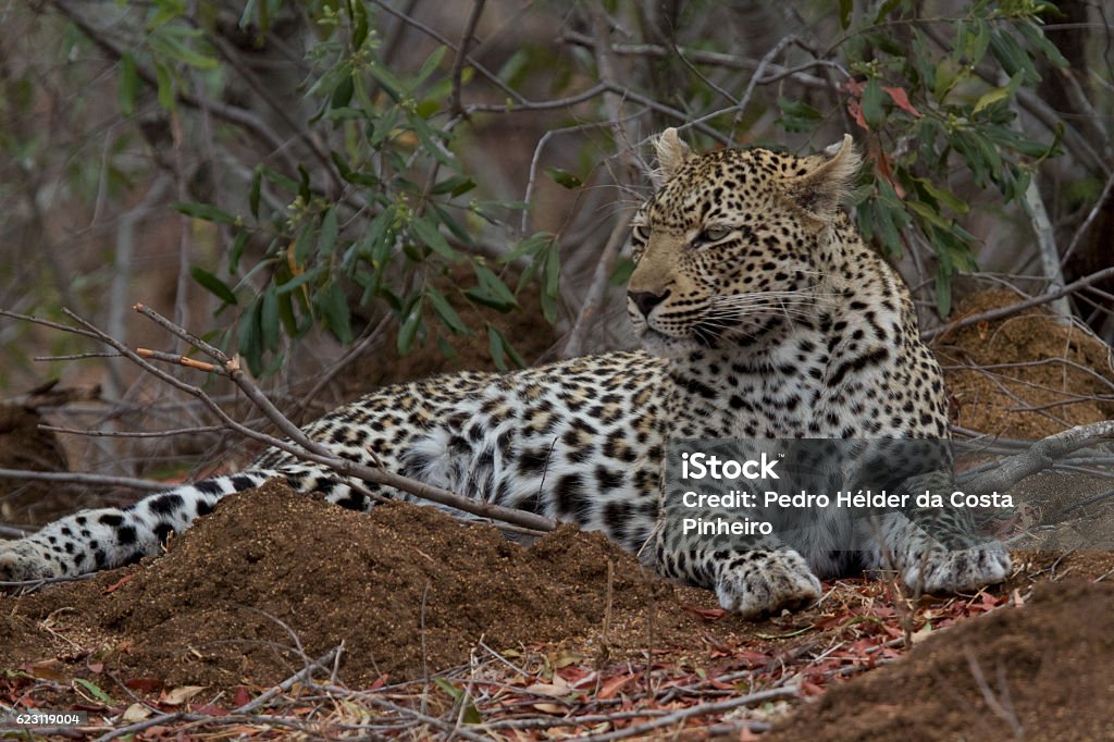 Leopard Leopard in Great Kruger Gorongosa National Park Stock Photo