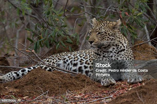 Leopard Stock Photo - Download Image Now - Gorongosa National Park, Mozambique, Africa