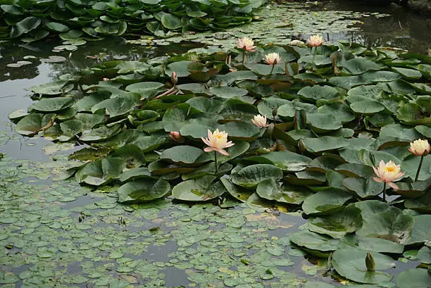 several lotus flowers found in the water garden in korea