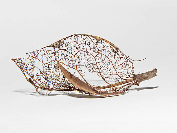 잎 골격, 단일 개체 - skeleton leaf 뉴스 사진 이미지