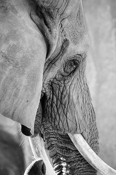 istock Close up profile of an elephant 623121486