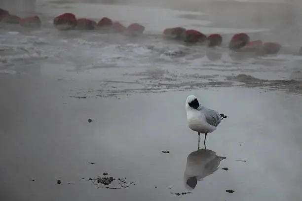 Photo of Black-headed gull