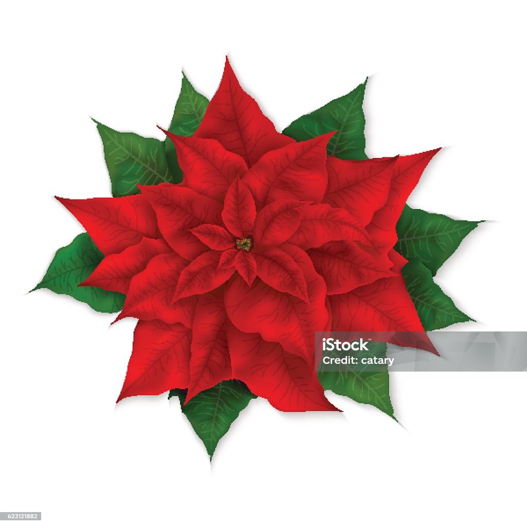 Vetores de Ilustração Vetorial De Flor De Poinsettia Vermelha De Natal  Realista Isolado e mais imagens de Artigo de decoração - iStock