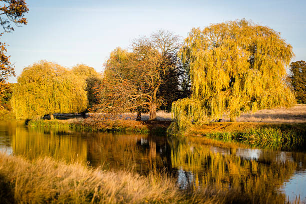 istock Hampton Wick pond in Home Park, Surrey, England, UK 623122316