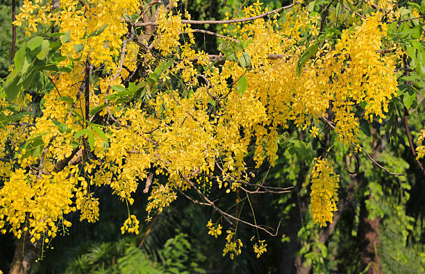 istock Cassia fistula or Golden shower bloom on tree. 623122418