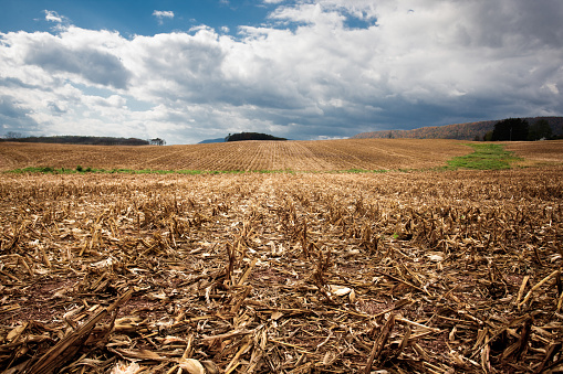 brown field of harvested corn stubble
