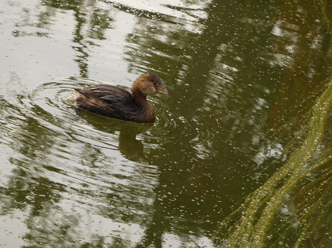 Small brown duck floats on water enclosed in circle ripples.