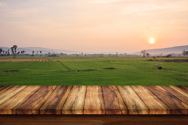 istock Wood desk space and rice field background. 623123286