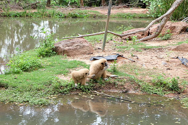 istock Gibbons hanging on the  ground 623124062