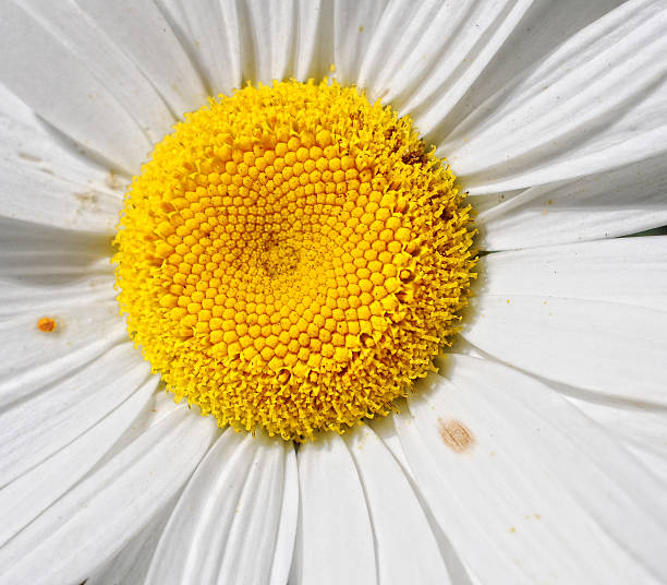 istock White flower in garden 623125692