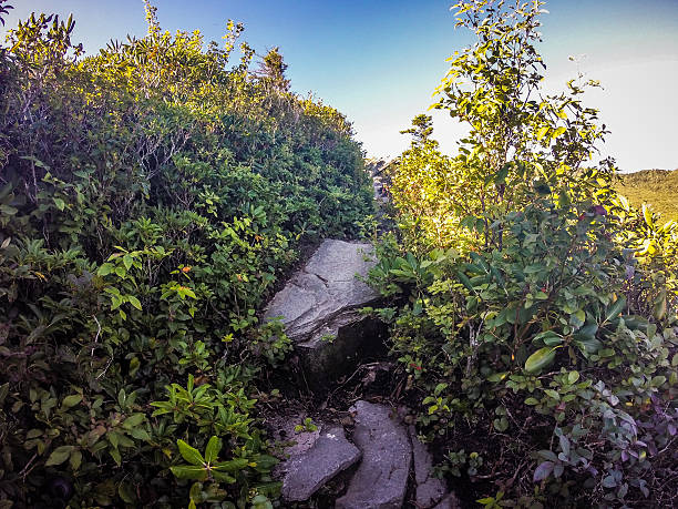 istock nature trail scenes to calloway peak north carolina 623125818