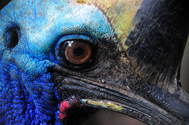 casuario uccello - beak bird blue cassowary foto e immagini stock