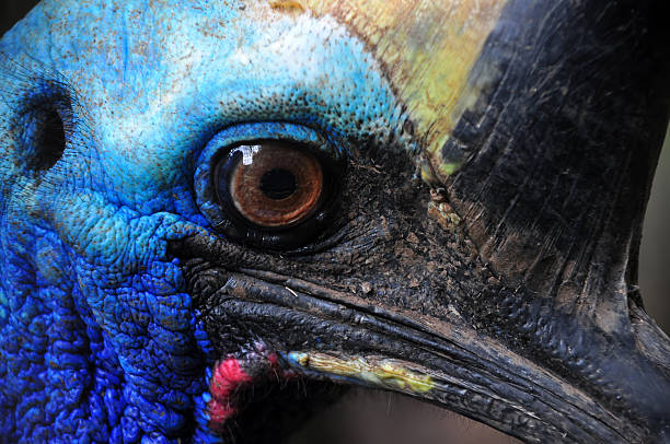 kazuar ptak - beak bird blue cassowary zdjęcia i obrazy z banku zdjęć