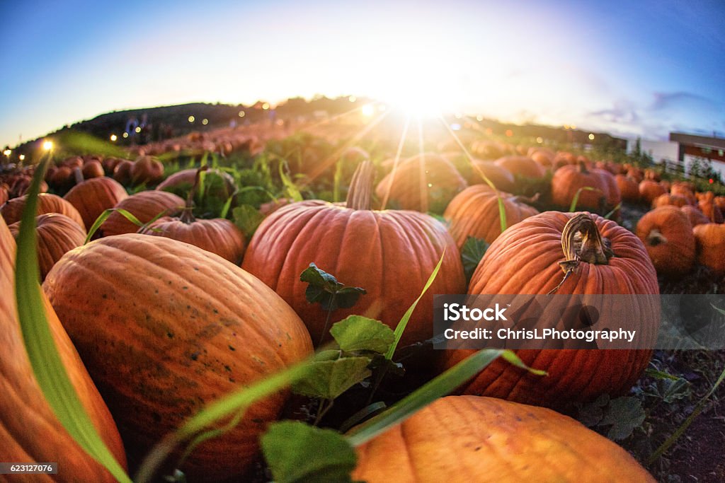 Sunset Over Pumpkin Patch Sunset over a grassy field with hundreds of pumpkins laid out as far as the eye can see.   Pumpkin Patch Stock Photo