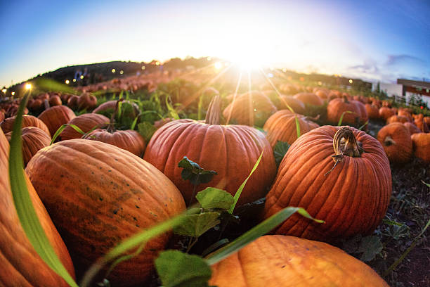 Sunset Over Pumpkin Patch Sunset over a grassy field with hundreds of pumpkins laid out as far as the eye can see.   fish eye lens photos stock pictures, royalty-free photos & images