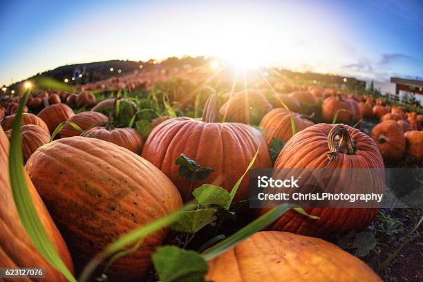 Sunset Over Pumpkin Patch Stock Photo - Download Image Now - Pumpkin Patch, Pumpkin, Autumn