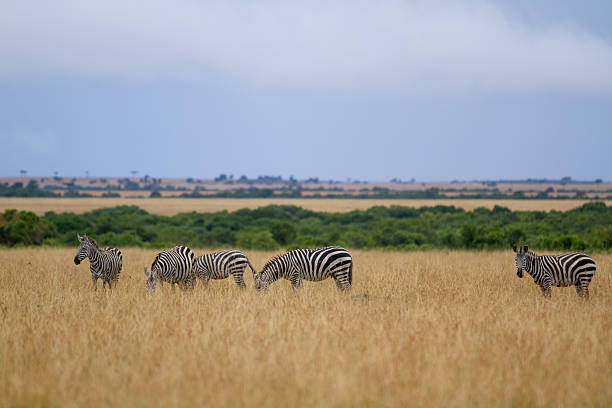 istock Great Migrations of Serengeti 623127384