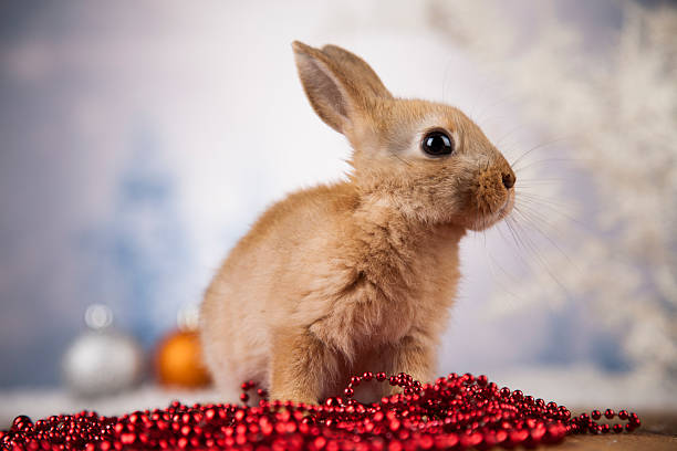 istock Animal, Rabbit, bunny on Christmas background 623127676