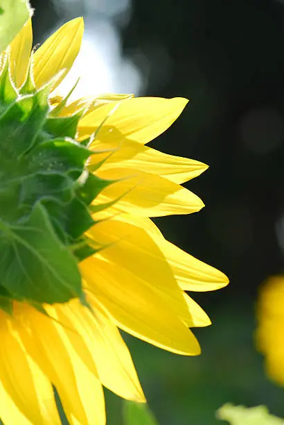 Photo of Sunflower young bud blooming, macro, close up