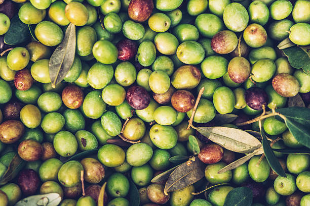 Olive fruit stock photo