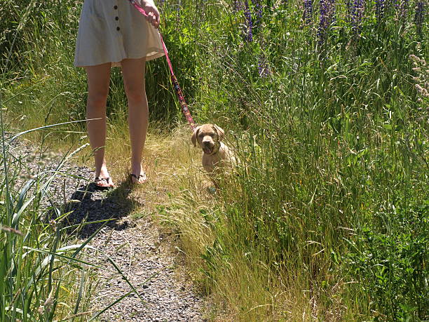 yellow labrador retriever puppy in wild grass - peeking analyzing staring watching imagens e fotografias de stock